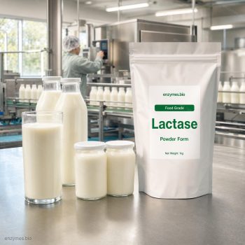 Lactase Food Grade Powder — industrial enzyme by enzymes.bio
