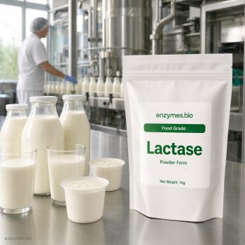 Lactase Food Grade Powder — industrial enzyme by enzymes.bio