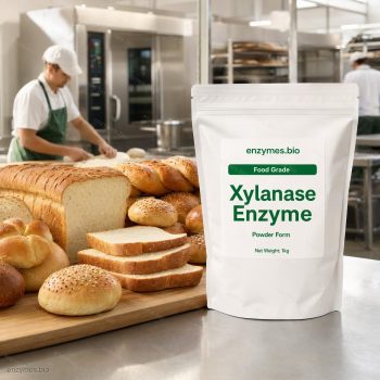 Xylanase Enzyme Food Grade Powder — industrial enzyme by enzymes.bio